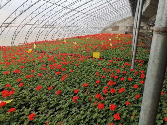 长春市绿化管理中心园林花卉苗圃 积极开展花卉出圃工作