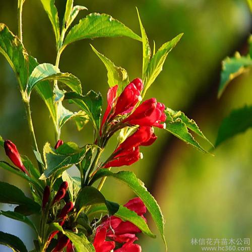 林信花卉苗木公司提供的红王子锦带 阳台庭院绿化