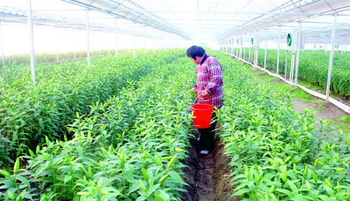 南通康盛苗木园艺场主打产品百合花 每年产量约为40万株